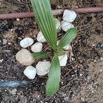 Trachycarpus fortuneiЛисток