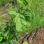 Grewia villosa Leaf