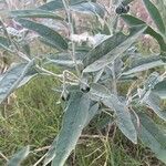 Solanum elaeagnifolium Çiçek