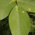 Centrosema macrocarpum 葉