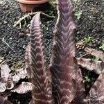 Cryptanthus zonatus Φύλλο