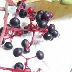 Ardisia revoluta Frucht