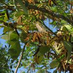 Calopogonium mucunoides Blad