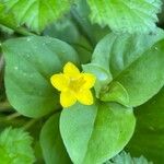 Lysimachia nemorum Blatt