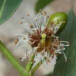 Eucalyptus viminalis Çiçek