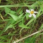 Solanum triquetrum Агульны выгляд