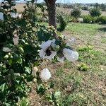 Hibiscus syriacusKvet