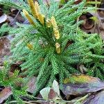 Lycopodium dendroideumCvet