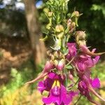 Linaria triornithophoraFleur