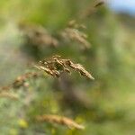 Patzkea paniculata Kukka