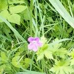 Geranium endressiiFlower