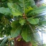 Anacardium excelsum List
