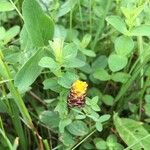 Trifolium spadiceum Virág