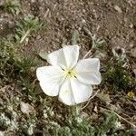 Oenothera albicaulis Çiçek