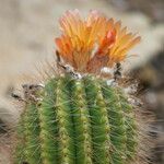 Parodia horstii Flower