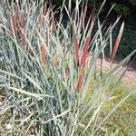 Typha latifolia Habit