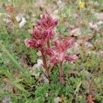 Orobanche alba Fula
