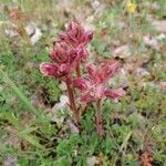 Orobanche alba Kvet