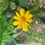 Coreopsis auriculata Flower