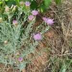 Rhaponticum repens Flower