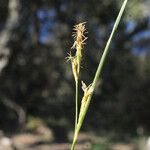 Carex distachya Leaf