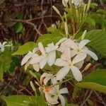 Holarrhena pubescens Flower