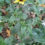 Rudbeckia fulgidaХабит