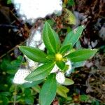 Rhododendron ferrugineum Blatt