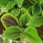 Pilea mollis Leaf