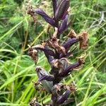 Dactylorhiza fuchsiiFlors