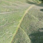 Verbascum phlomoides List