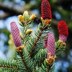 Picea abies Цвят