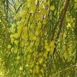 Acacia cognata Kvet