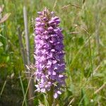 Dactylorhiza majalis Fula