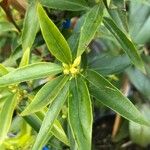 Gelsemium sempervirens Blatt