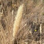Phalaris aquatica Fula