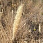 Phalaris aquatica Fiore