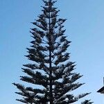 Araucaria heterophyllaYaprak