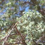 Vachellia erioloba Lehti