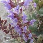 Salvia verbenaca Blüte