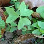 Oxalis incarnata Blad