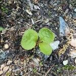 Pyrola elliptica Foglia