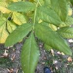 Fraxinus latifolia Leaf