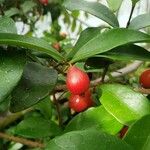 Eugenia brasiliensis Frucht