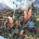 Selaginella selaginoides Fruto