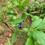 Vaccinium angustifolium Frugt