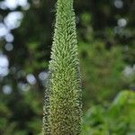 Lobelia giberroa Cvet
