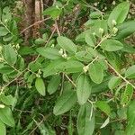 Grewia bicolor Leaf