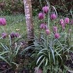 Fritillaria meleagris 整株植物