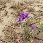 Delphinium pubescens موطن